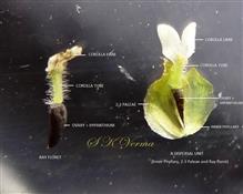  Dispersal Unit